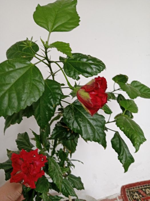 Продам цветы. Гибискус