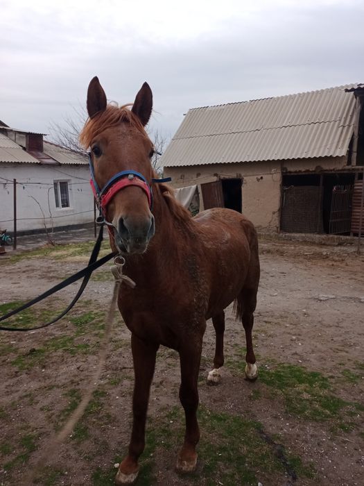 Тай сатылады мінгі