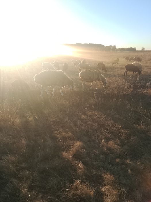 Продам кошкара на развод на племя