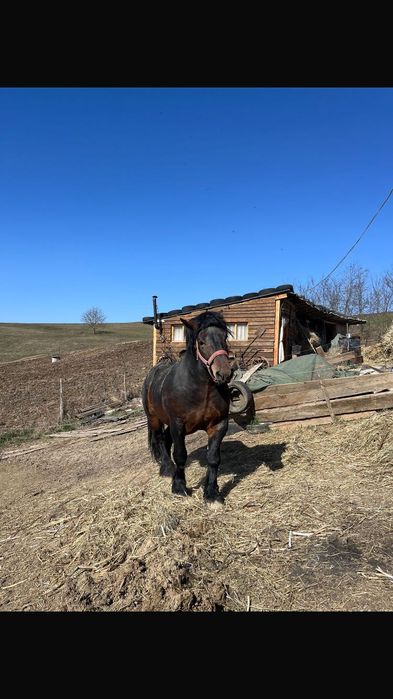 Vând armăsar ardenez Vârsta 2 ani și 10 luni