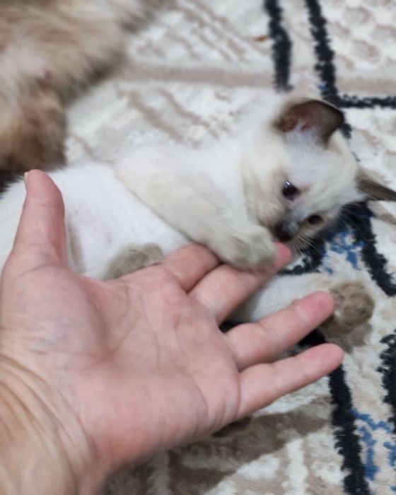 Чистокровные Сиамские котята