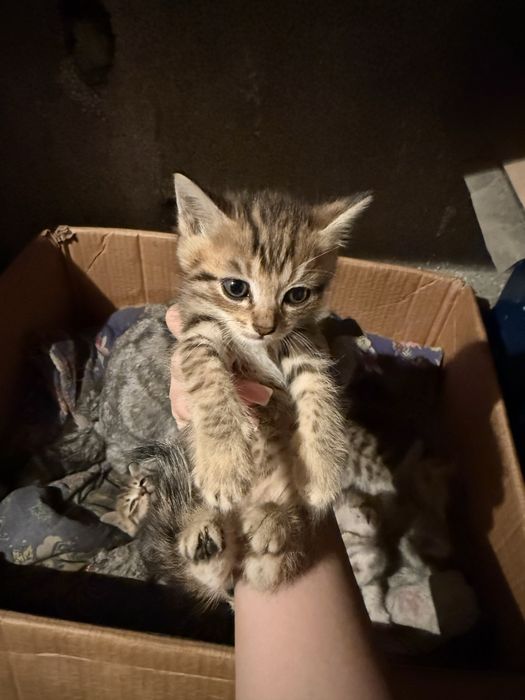Продам котят , породистые