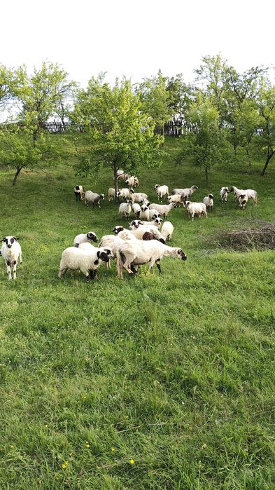 Miei de prasila și de taiat