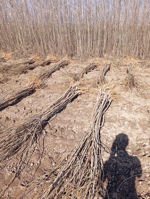 Yapon tut payvand qilingan