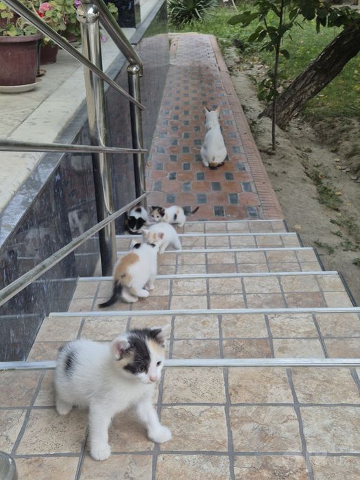 отдам котенков даром