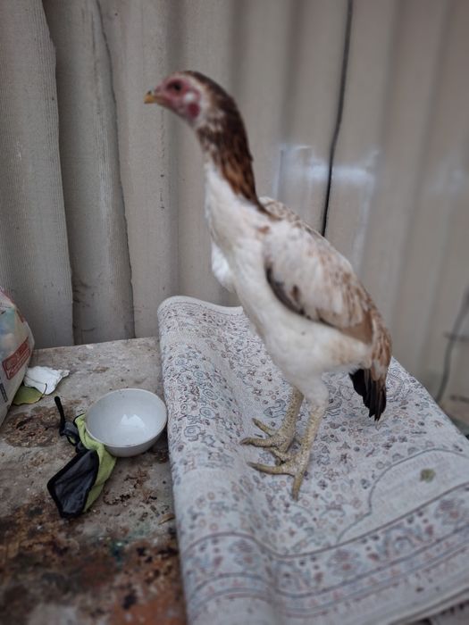 Дакан сатылады жақсы заттар срочна срочно