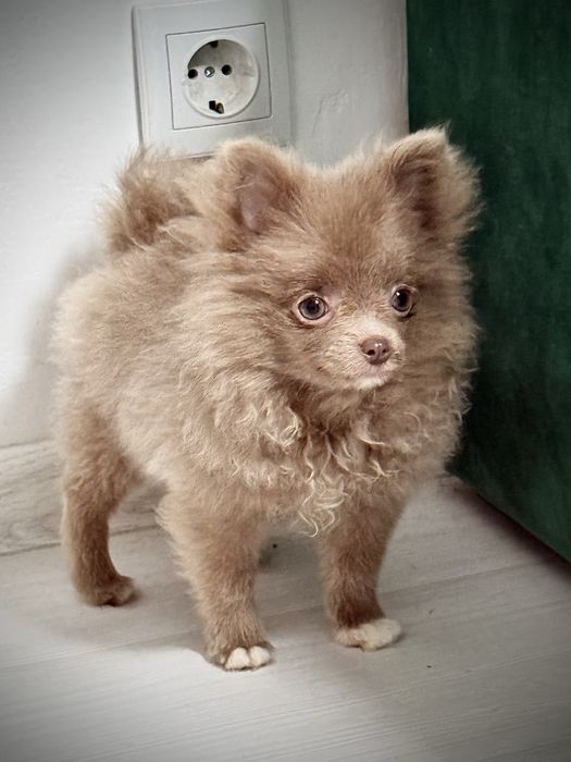 Pomeranian talie mica 1,1 kg