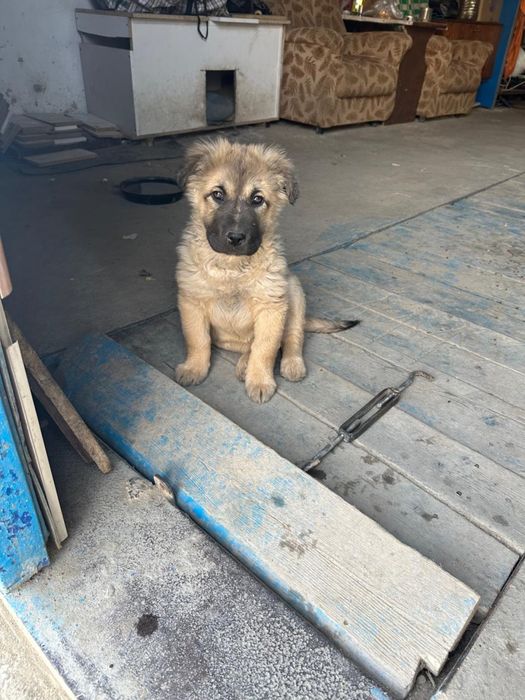 Отдам в добрые руки щенят девочек