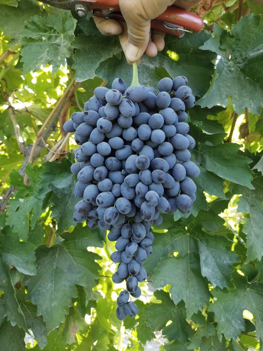 2-3 йиллик узум кучатлари сотилади