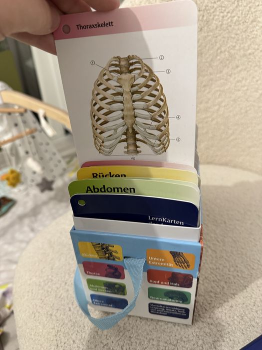 LernKarten der Anatomie / Учебни карти по анатомия