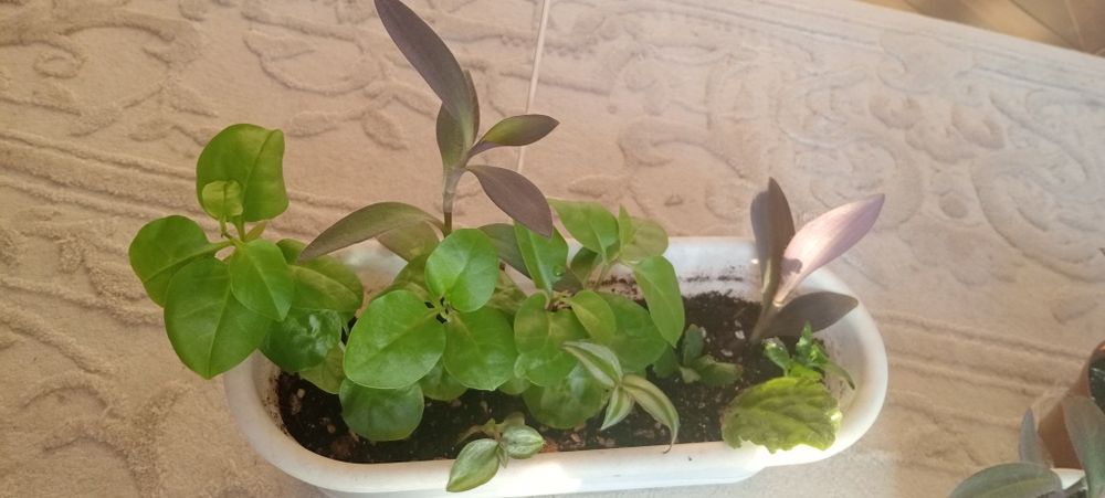 Комнатные цветы.