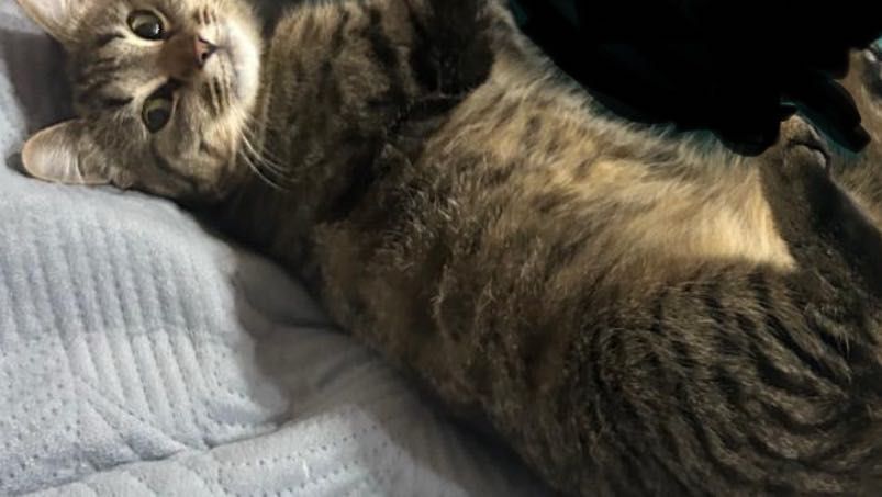 Пропала кошка в районе областной больницы.