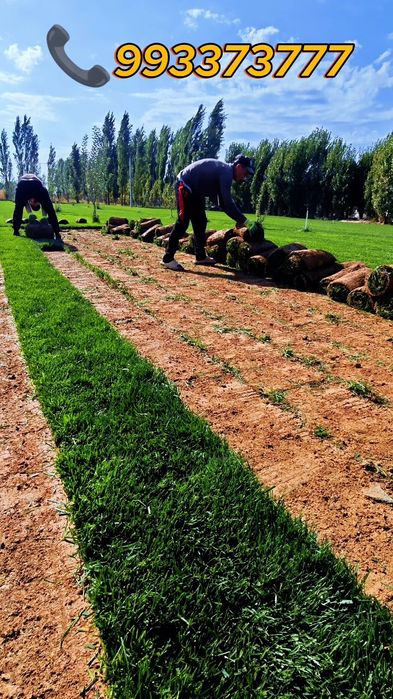 Живой газон биринчи қўл