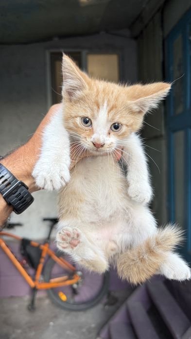 Котики 1 месяц ищут хозяев