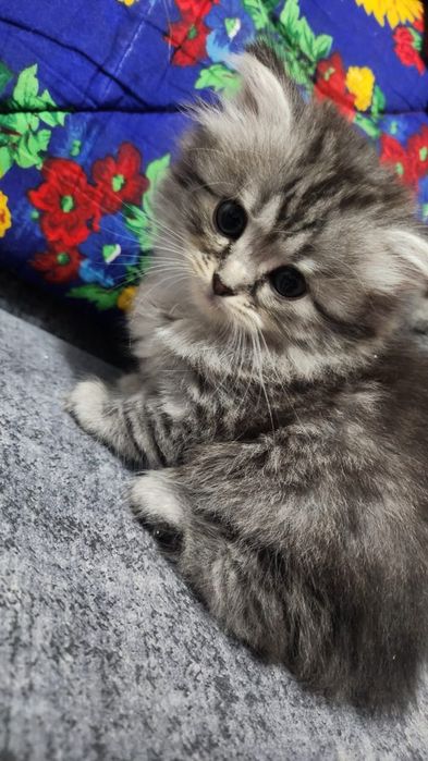 Котята отдам бесплатно в добрые руки