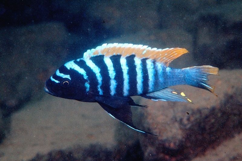 Африкански Цихлиди Малави