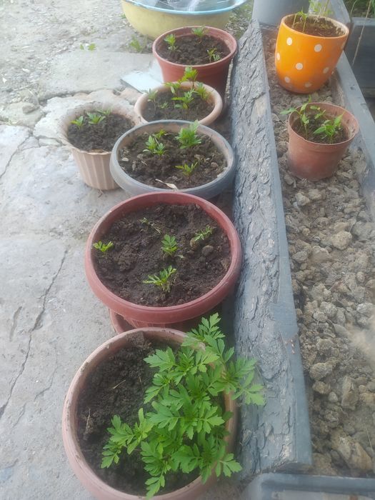 Цветы,бархатцы,прекрасный сад