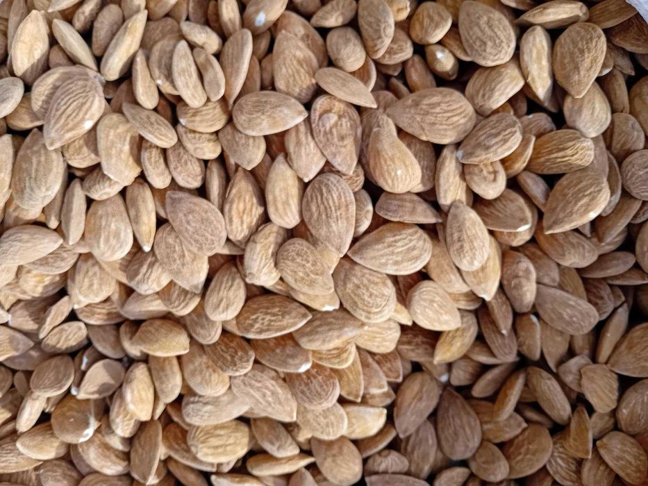 Продава се Земеделски имот в с. Черно море, Област Бургас -  кв.м за 265 €/дка - Снимка #6