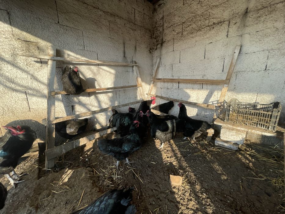 Vand oua de incubat Australorp