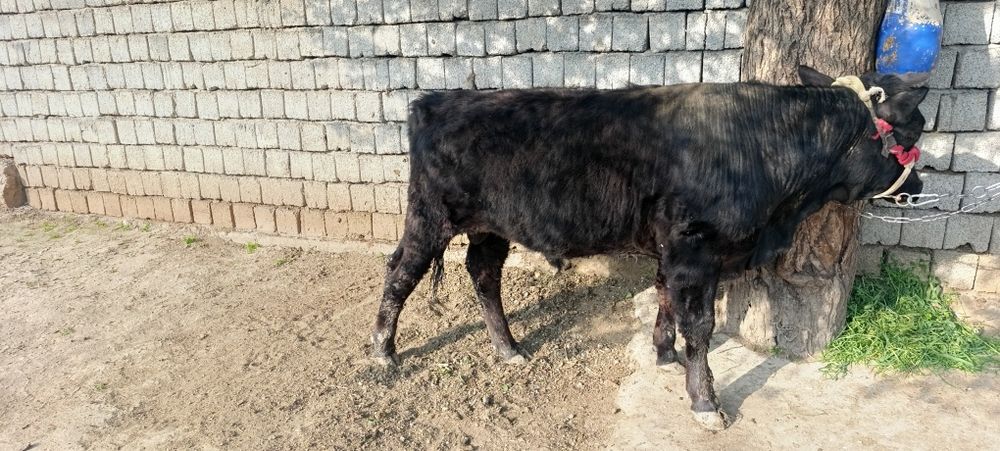 Buqa angus gibrit 7 oyli yeb ichishi yahwi narhi 27mln som