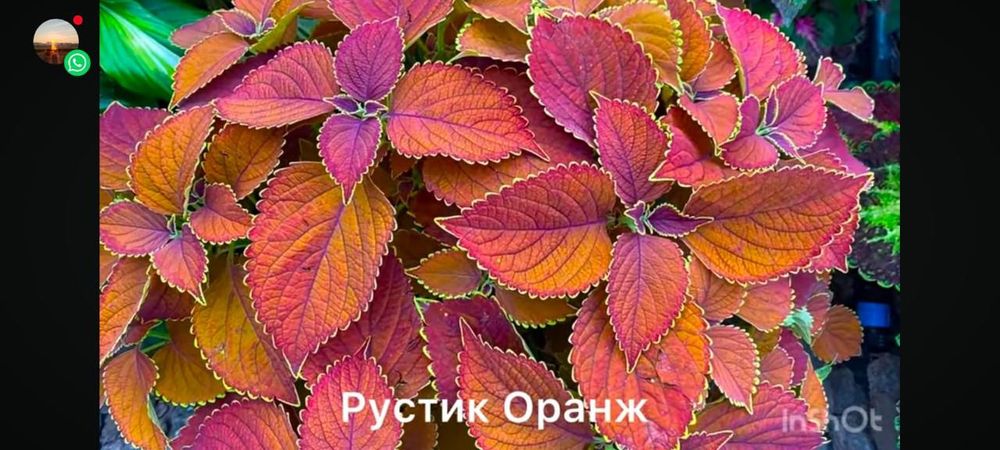 Комнатные растения