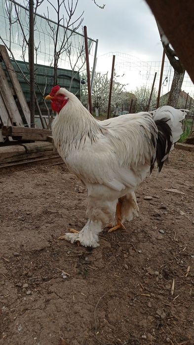 Vând cocoș Brahma , Livada de Bihor!