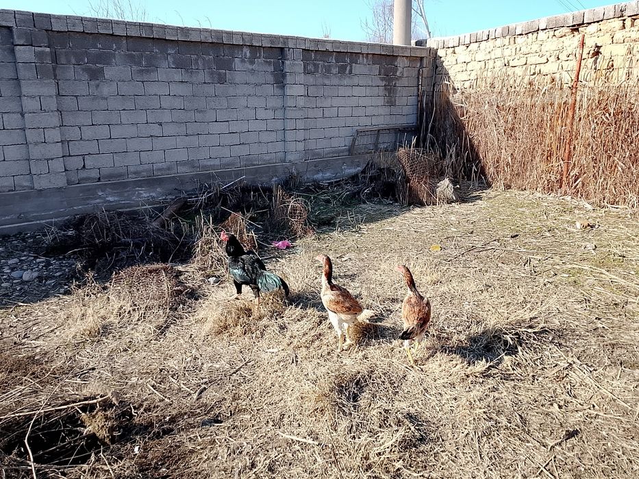 Даканла сотилади.