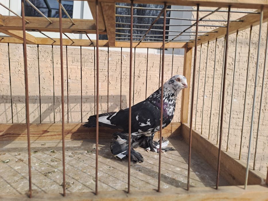 Голуби челкари,жуки ,сочи