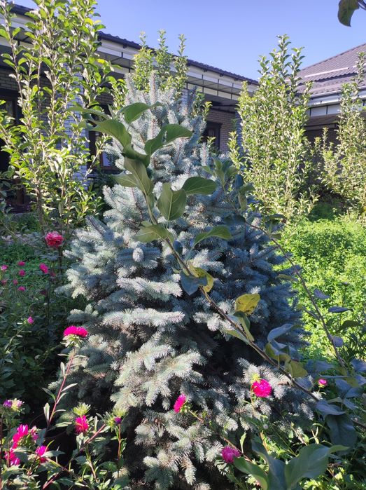 Елка сатылады бағасын келесемыз срочно