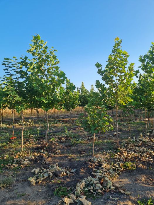 Platan mesteacăn livrare în toată tara