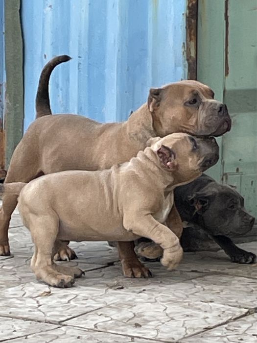 Щенки американский булли