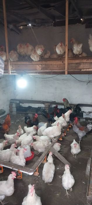 Продаются куры восьмимесячный