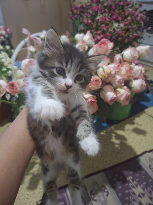 Отдам котенка девочка
