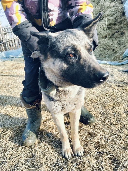 Малға арналған овчарка