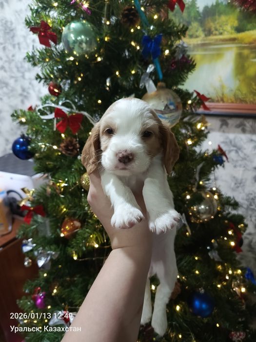 Продам щенков русского спаниеля