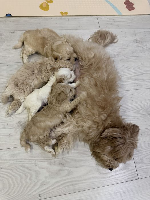 Щенки прелестные мальтипу