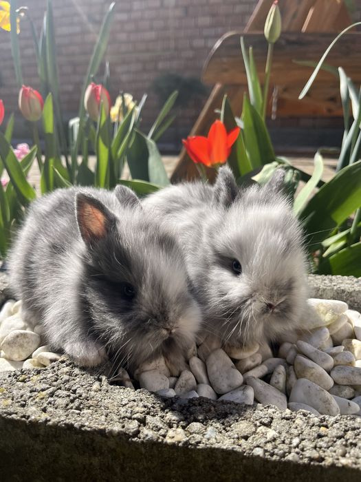 Iepurasi pitici cap de leu