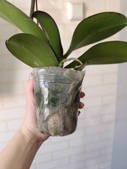 Орхидея фаленопсис