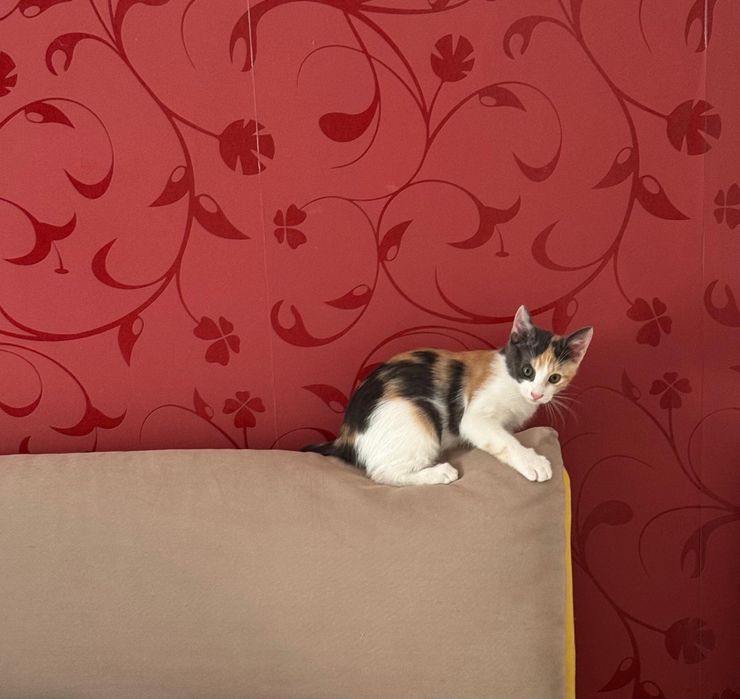 Adoptii pui de pisica