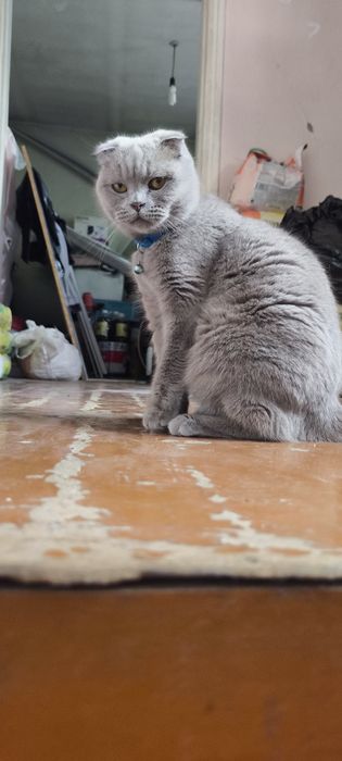 Отдам кошку в добрые руки