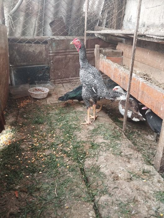 Обмен простой 4тауық 1қоразға