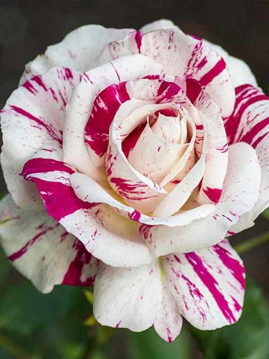 Саженцы сибирских роз