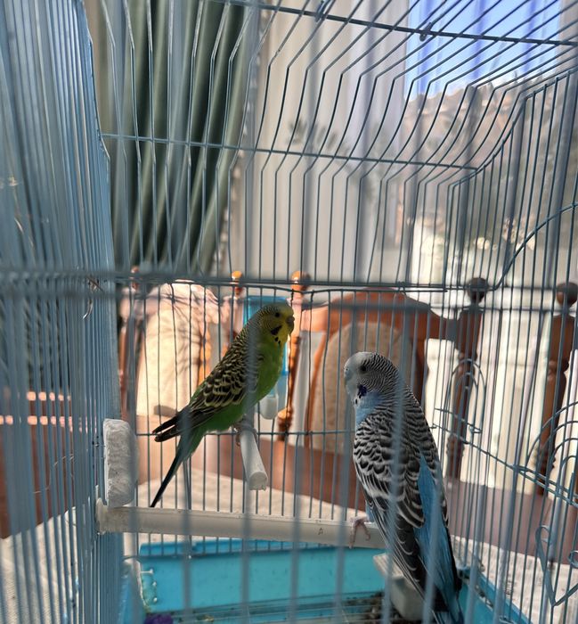 Продаются два попугая с клеткой