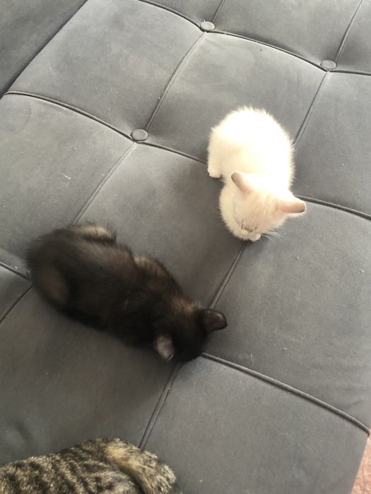 раздам котят 2,5 месяца