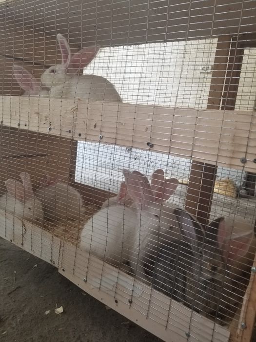 Tozza narsalar 50kunlik 75kunlik