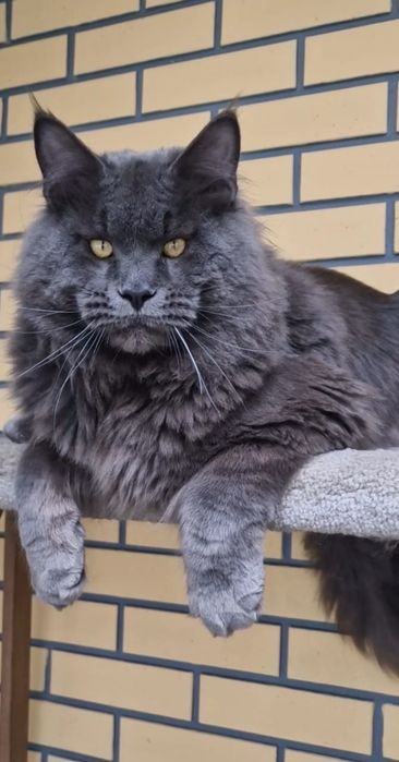 Котёнок мейн-кун девочка