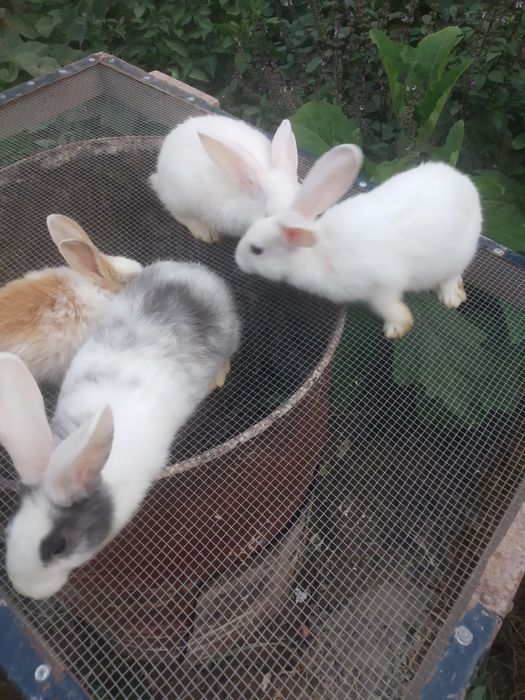 Quyon bolalari 3 oylik. 3 ta bor. Ranglari oq,oq-kulrang, koʻzlari oq