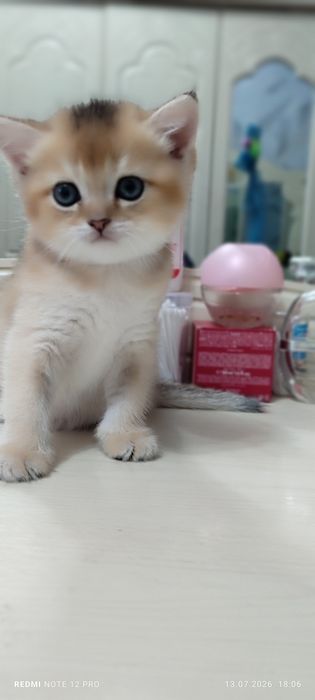 Шикарный котенок Золотой Тикированный мальчик Скоттиш Страйт