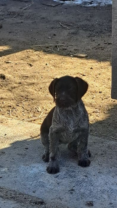 Щенки дойч дратхаар