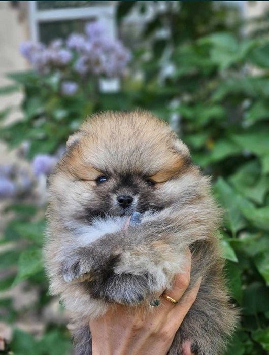 Продажа животных